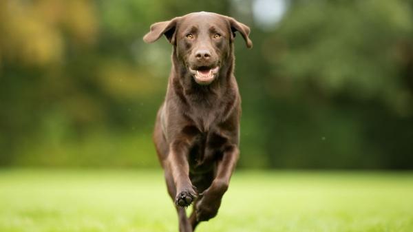 Así es realmente el temperamento del labrador retriever (y por qué todos se enamoran de él) - Así es la energía y rutina de ejercicio de un labrador retriever