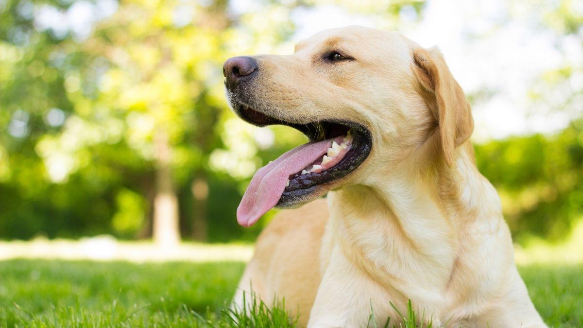 Así es realmente el temperamento del labrador retriever (y por qué todos se enamoran de él)