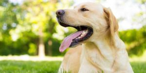 Así es realmente el temperamento del labrador retriever (y por qué todos se enamoran de él)