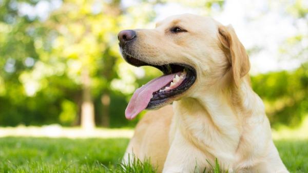 Así es realmente el temperamento del labrador retriever (y por qué todos se enamoran de él)