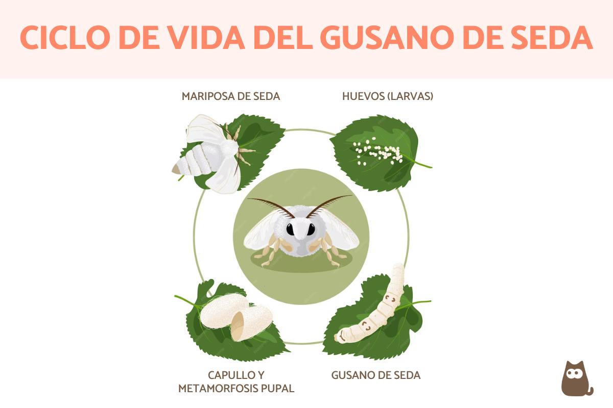 Ciclo de vida del gusano de seda