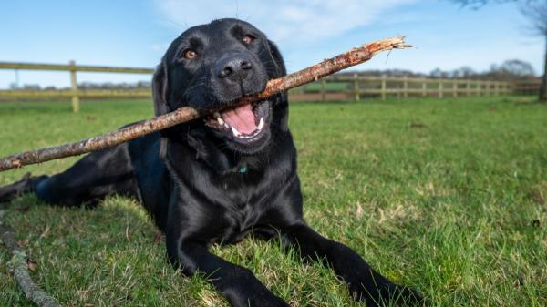 Así es realmente el temperamento del labrador retriever (y por qué todos se enamoran de él) - ¿Cómo es realmente el temperamento del labrador retriever?