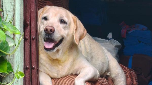 Así es realmente el temperamento del labrador retriever (y por qué todos se enamoran de él) - ¿El labrador retriever puede ser peligroso?