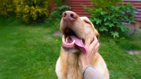Así es realmente el temperamento del labrador retriever (y por qué todos se enamoran de él) - El lado cariñoso y sociable del labrador retriever que conquista a todos