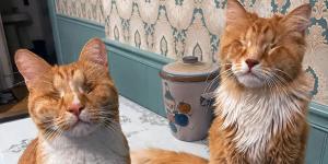 La Universidad de Cornell identifica por primera vez el síndrome de Marfan en gatos: el caso de los hermanos Gary y Shaggy
