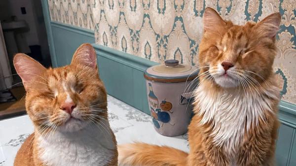 La Universidad de Cornell identifica por primera vez el síndrome de Marfan en gatos: el caso de los hermanos Gary y Shaggy