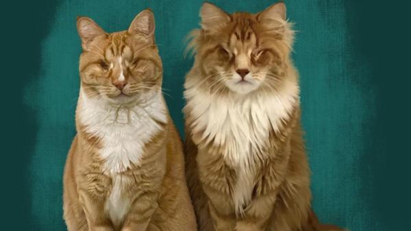 La Universidad de Cornell identifica por primera vez el síndrome de Marfan en gatos: el caso de los hermanos Gary y Shaggy - Las patas largas fueron solo el comienzo: después aparecieron problemas oculares y cardiovasculares