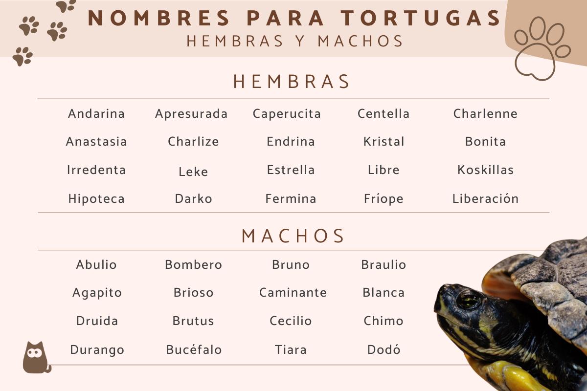 Nombres para tortugas