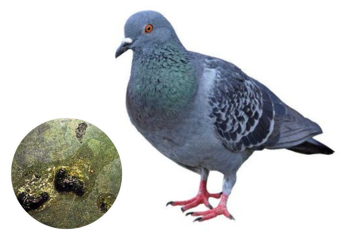 Salmonelosis en palomas - Síntomas y tratamiento