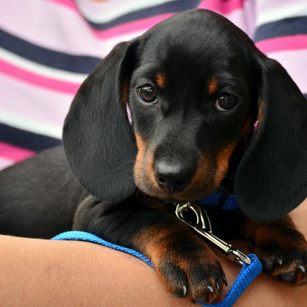 debo comprar un cachorro en una tienda de mascotas
