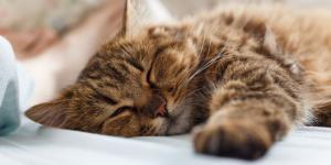 Eduarda Piamore, técnica en psicología felina: “Si tu gato duerme siempre contigo, no es casualidad”