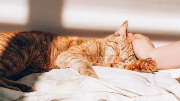 Eduarda Piamore, técnica en psicología felina: “Si tu gato duerme siempre contigo, no es casualidad” - ¿Es solo cariño o hay algo más? Todo lo que tu cuerpo le ofrece