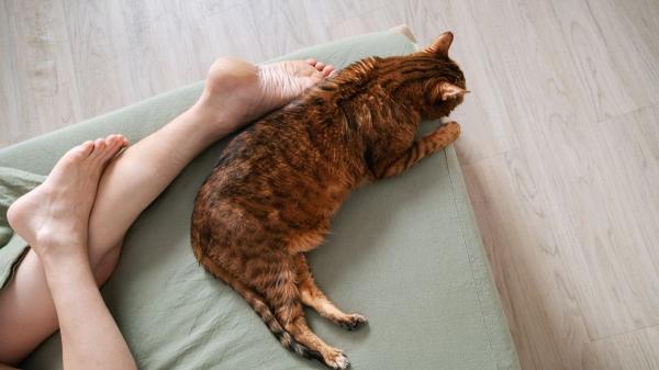 Eduarda Piamore, técnica en psicología felina: “Si tu gato duerme siempre contigo, no es casualidad” - La personalidad de tu gato importa