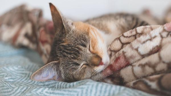 Eduarda Piamore, técnica en psicología felina: “Si tu gato duerme siempre contigo, no es casualidad” - La razón por la que tu gato te elige para dormir