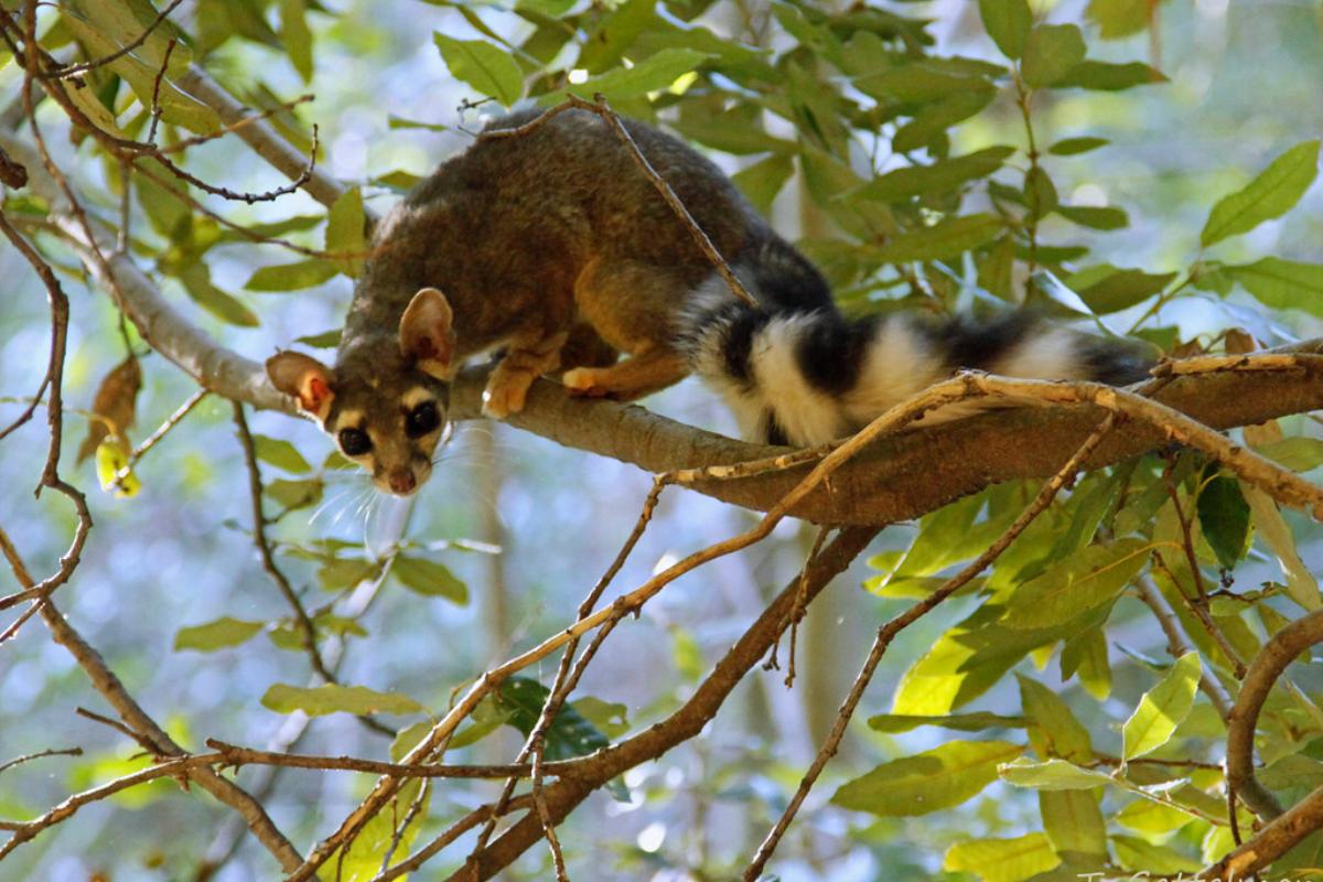 ¿Qué comen los cacomixtles?