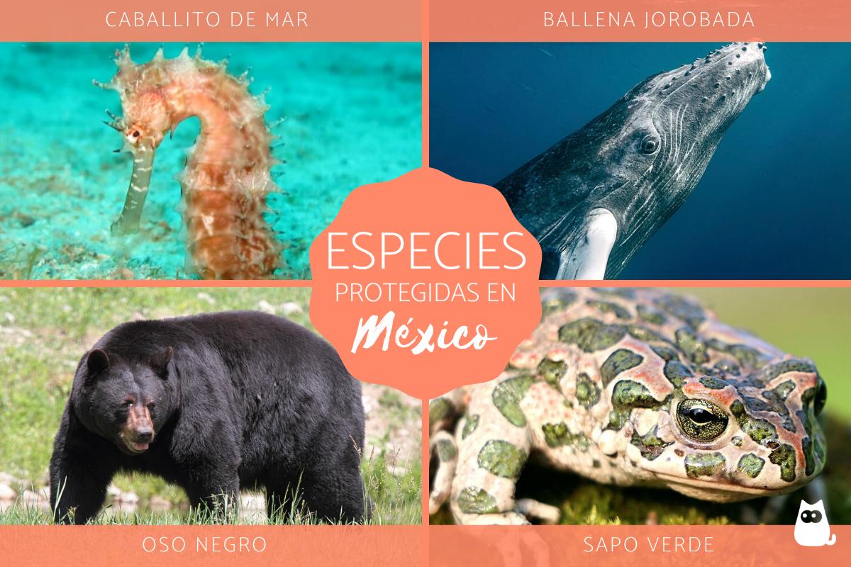 Especies animales protegidas en México