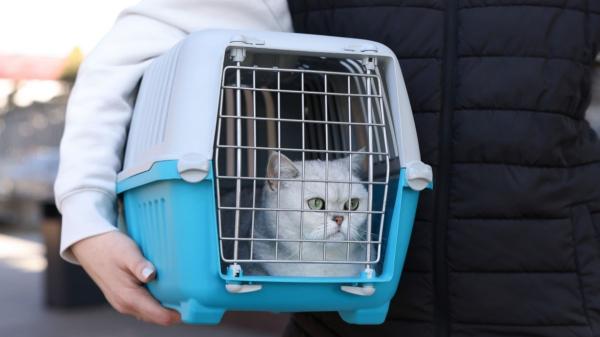 La UE se pone seria y cambia las normas: el nuevo requisito obligatorio para perros y gatos - Las nueva reglas para viajar con mascotas por la UE entrarán en vigor el 22 de abril