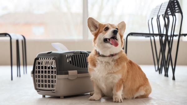 El pasaporte para perros y gatos será obligatorio para viajar por la UE a partir de abril (y estos son los requisitos y sanciones) - Sin pasaporte, los perros y gatos no pueden viajar (y te expones a multas)