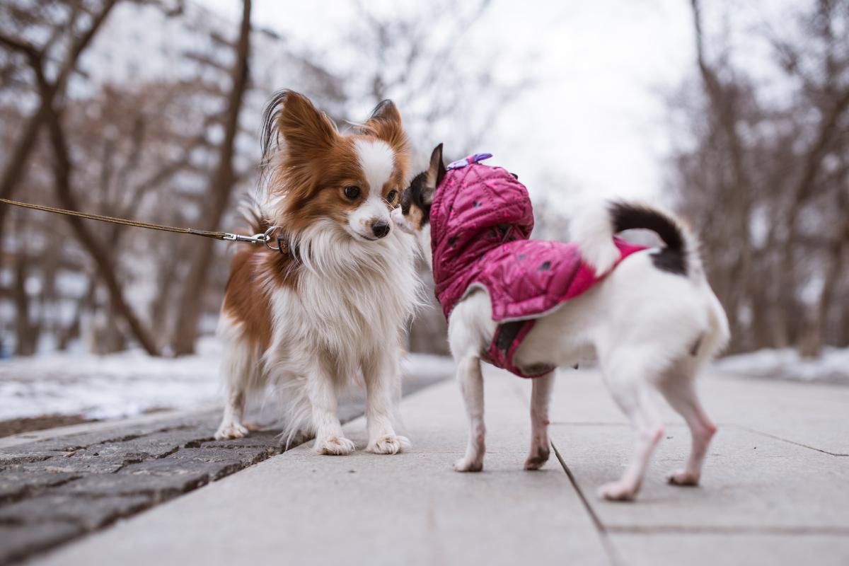 ¿Una perra esterilizada puede ser montada?