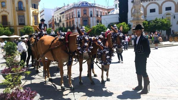 Agua, veterinarios y enfriamiento del asfalto: el plan de Sevilla para proteger a los caballos en la Feria de Abril 2026 - Agua y asfalto refrigerado: las medidas para proteger a los caballos del calor