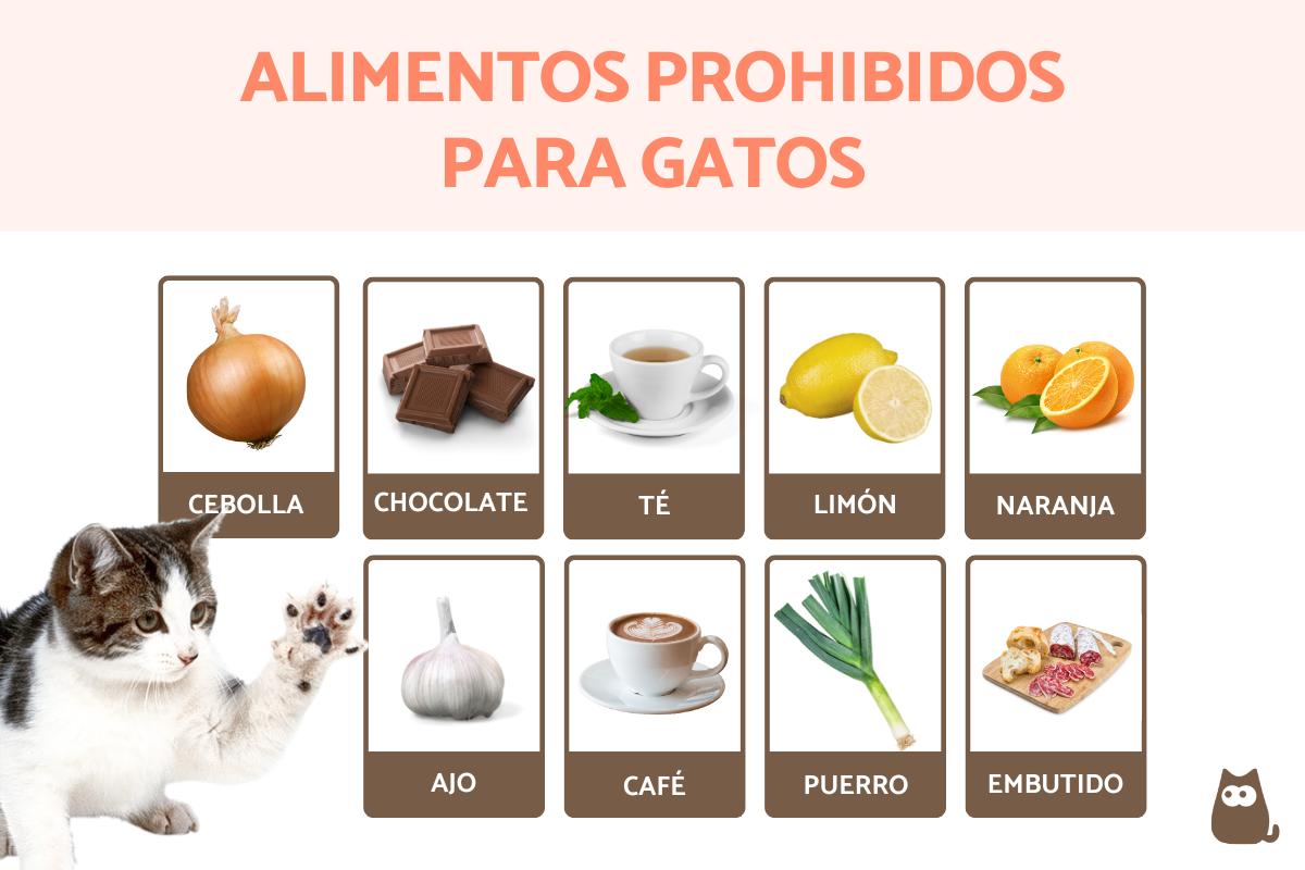 Alimentos prohibidos para gatos