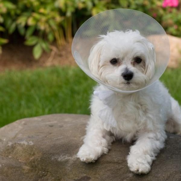 la saliva de perro es buena para los cortes humanos