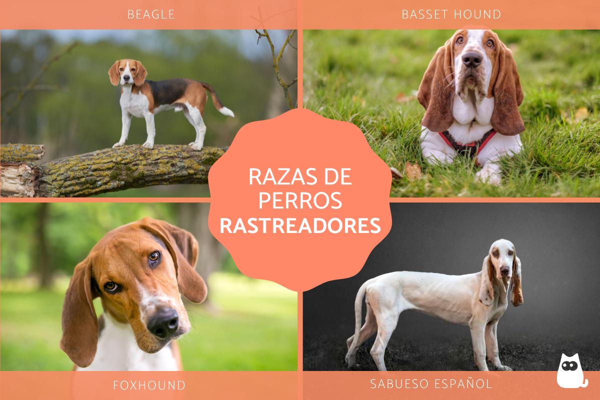 Razas de perros rastreadores