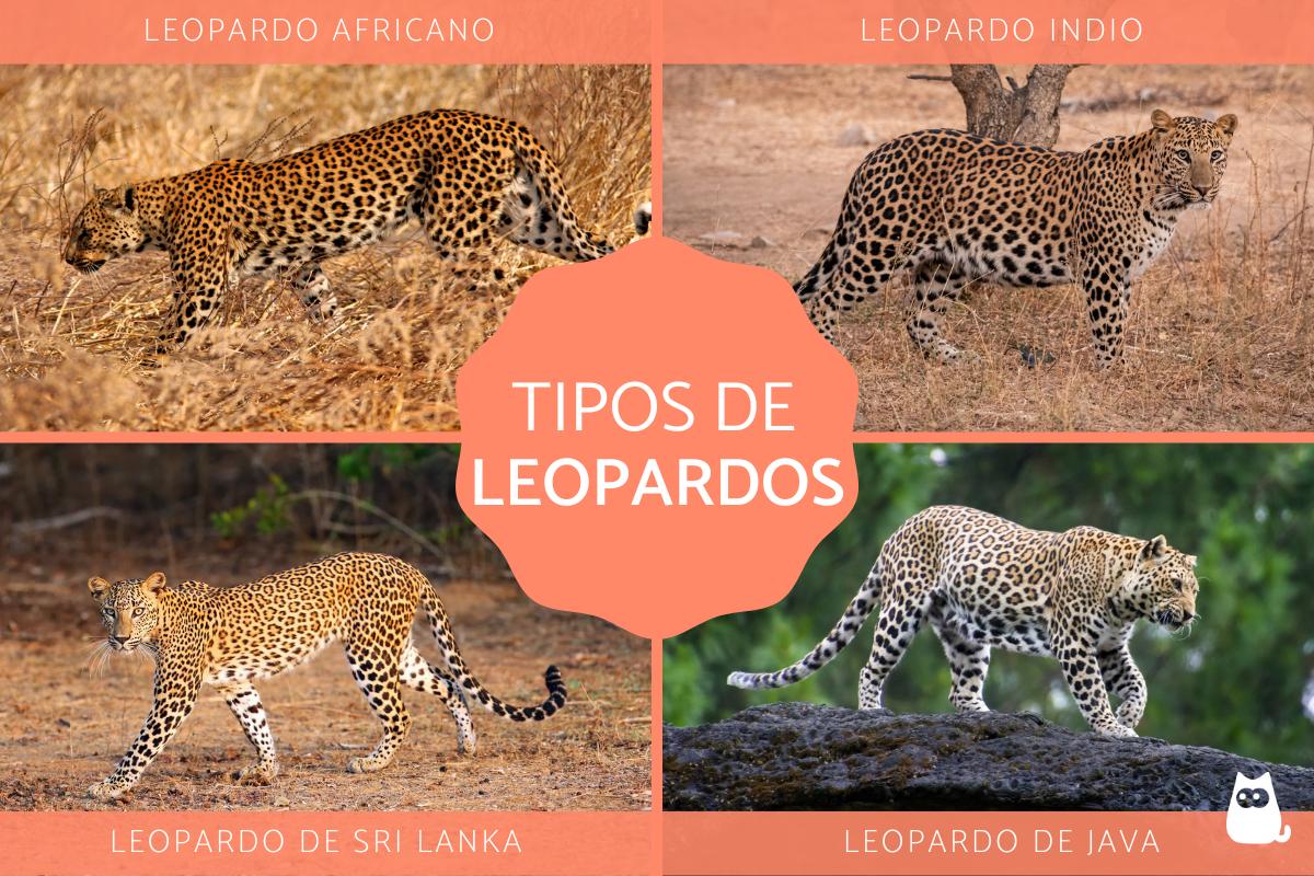 Tipos de leopardos