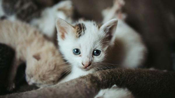 Los veterinarios coinciden: si ves gatitos en la calle, no siempre debes recogerlos, primero haz esto - El estado de los gatitos determina si hay que recogerlos