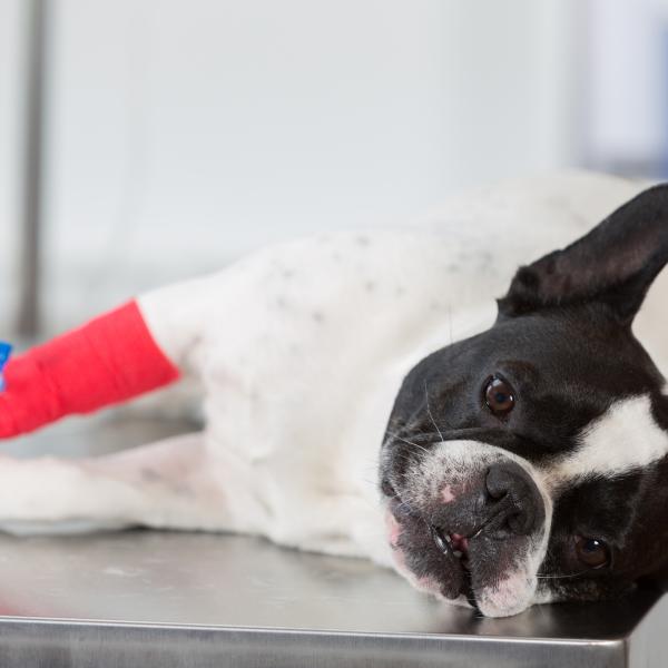 qué causa la deficiencia de calcio en los perros