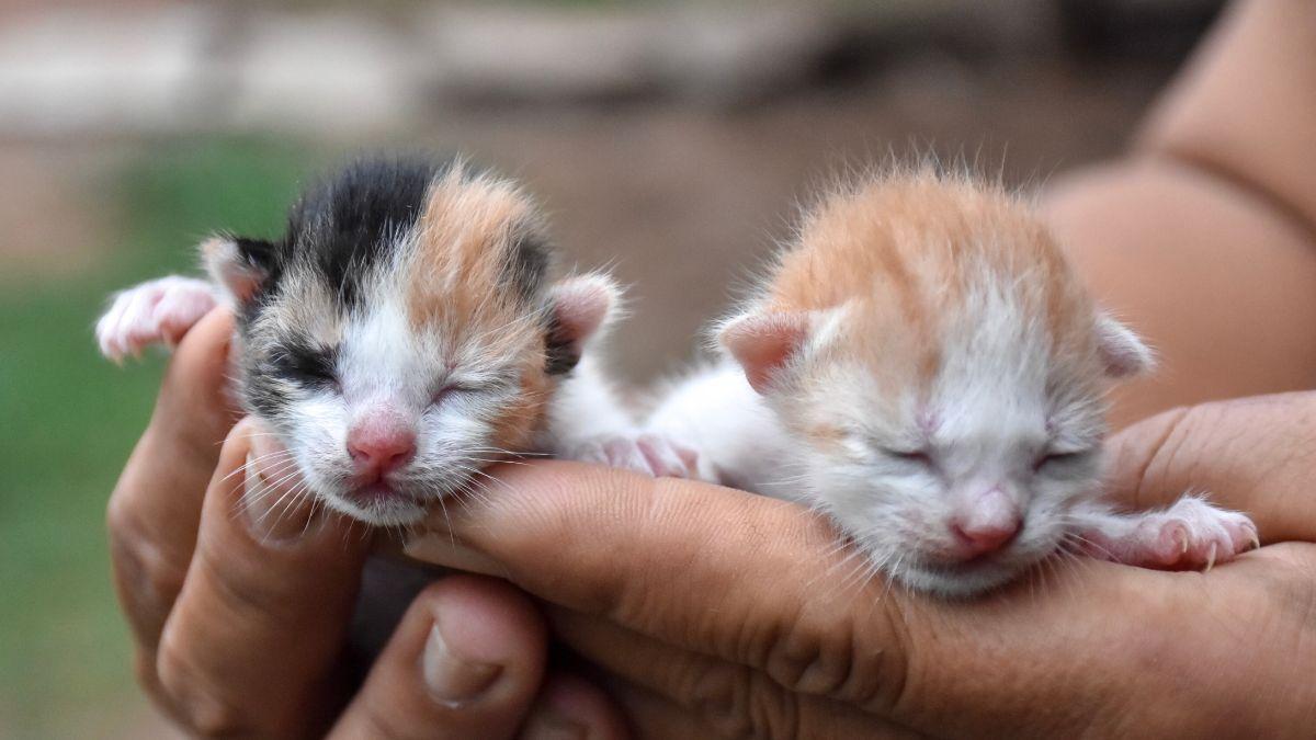 Los veterinarios coinciden: si ves gatitos en la calle, no siempre debes recogerlos, primero haz esto