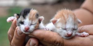 Los veterinarios coinciden: si ves gatitos en la calle, no siempre debes recogerlos, primero haz esto