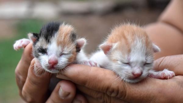 Los veterinarios coinciden: si ves gatitos en la calle, no siempre debes recogerlos, primero haz esto