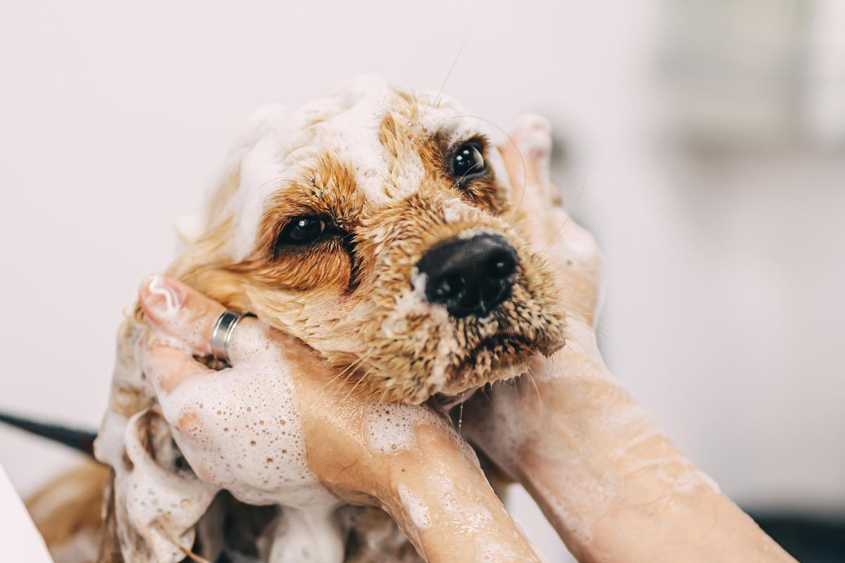 ¿Se puede bañar a un perro con shampoo de humano?