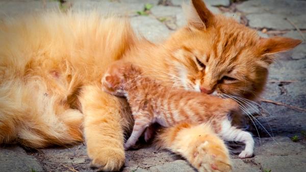 Los veterinarios coinciden: si ves gatitos en la calle, no siempre debes recogerlos, primero haz esto - Tocar a los gatitos sin necesidad puede hacer que su madre los rechace