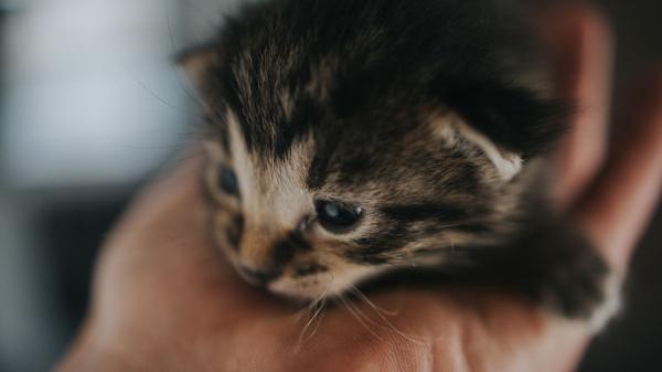 Los veterinarios coinciden: si ves gatitos en la calle, no siempre debes recogerlos, primero haz esto - Unos gatitos solos no siempre están abandonados: la edad y el comportamiento son clave