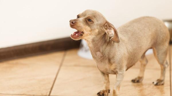 Cuando un perro ladra a la nada, no siempre “ve cosas”: muchas veces está reaccionando a estímulos que nosotros no percibimos - Cuándo los ladridos sin motivo aparente pueden indicar un problema de salud