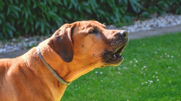 Cuando un perro ladra a la nada, no siempre “ve cosas”: muchas veces está reaccionando a estímulos que nosotros no percibimos