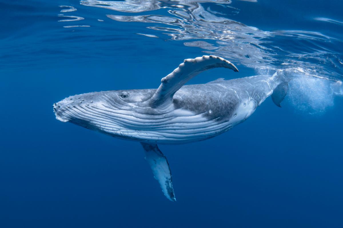 ¿Cuánto viven las ballenas?