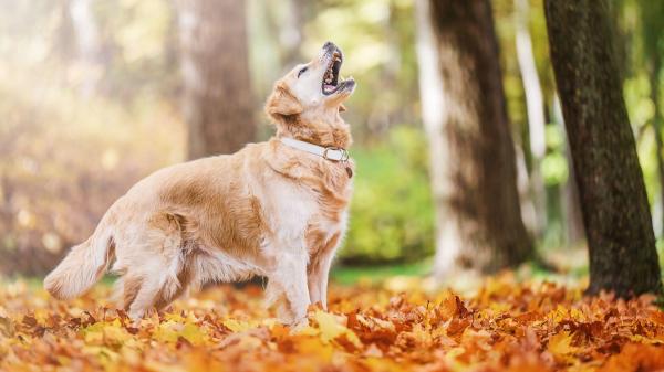 Cuando un perro ladra a la nada, no siempre “ve cosas”: muchas veces está reaccionando a estímulos que nosotros no percibimos - El extraordinario olfato y oído que permiten a los perros detectar lo que nosotros ignoramos
