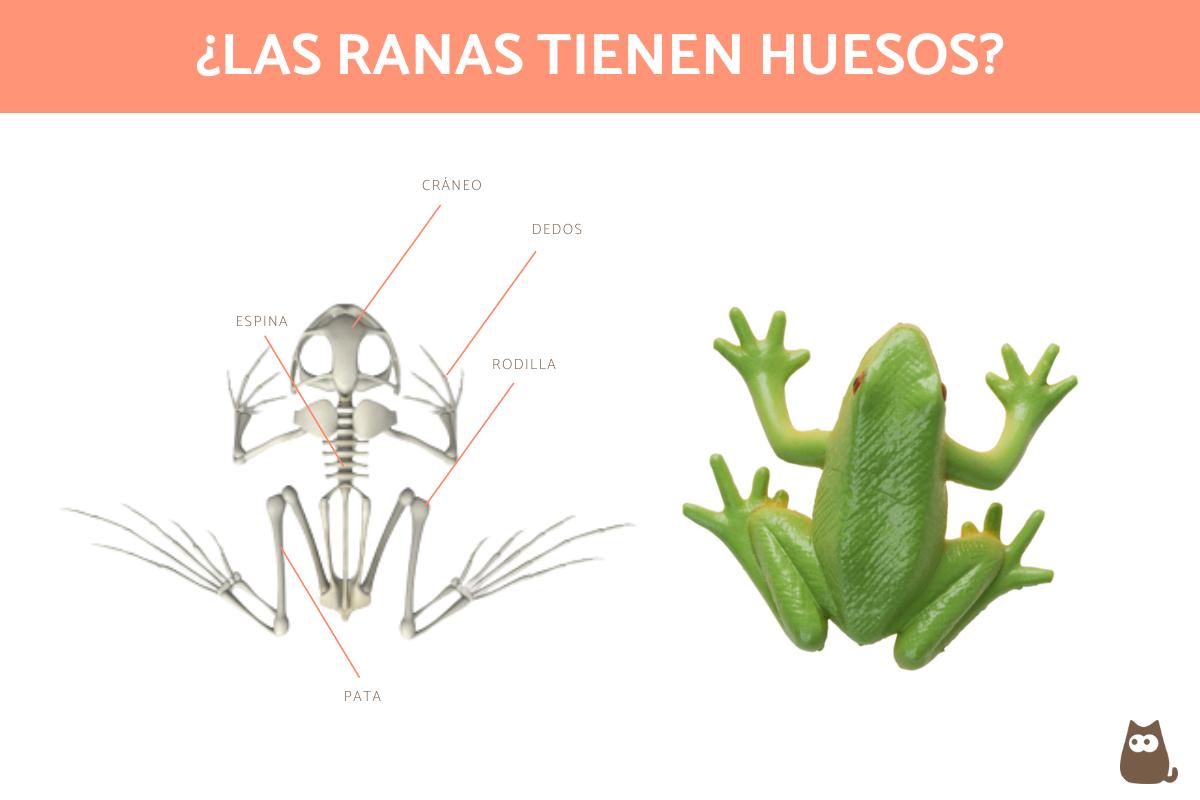 ¿Las ranas tienen huesos?