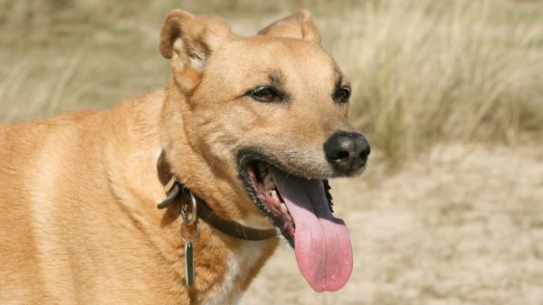 Los veterinarios alertan del error que muchos cometen al dar agua a su perro en verano: “Dejar que beba mucha agua de golpe puede provocar una torsión de estómago” - Calor, actividad física y agua: una combinación peligrosa para los perros