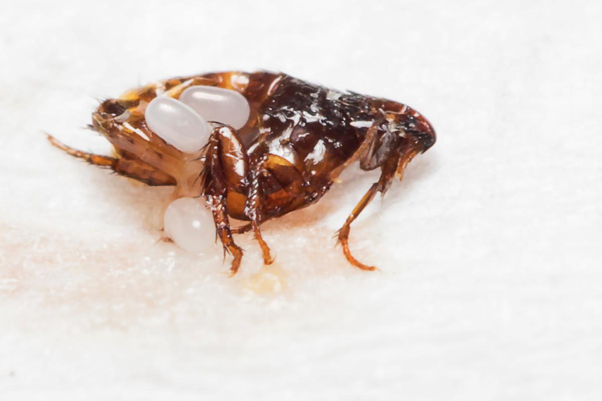 ¿Cómo eliminar pulgas en casa?