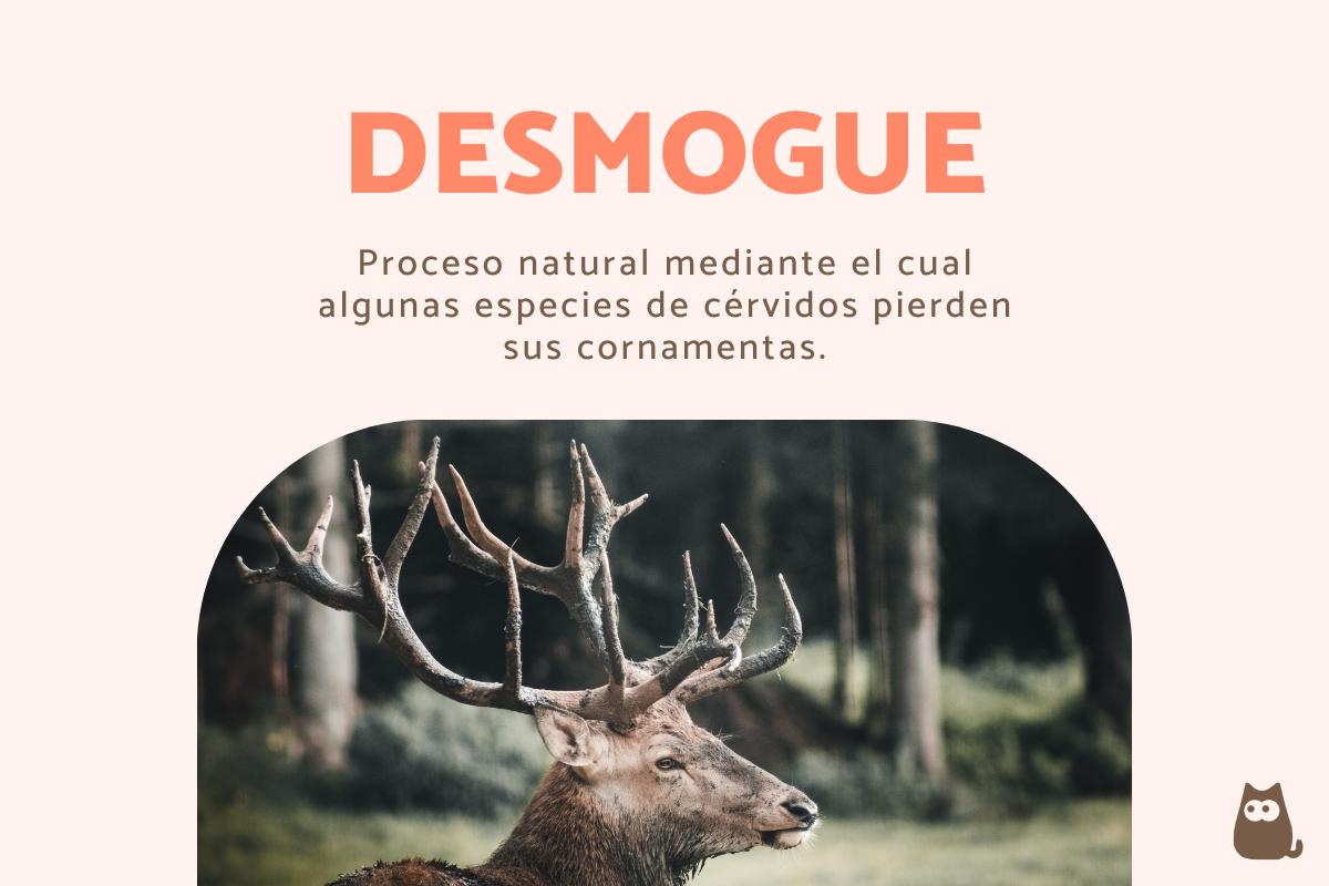 Desmogue de los ciervos - ¿Cuándo es y por qué?