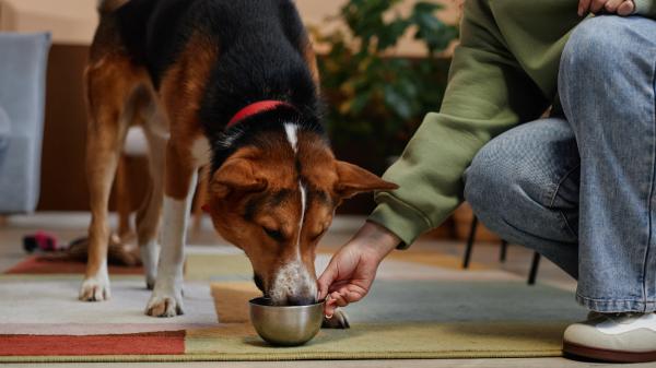 Los veterinarios alertan del error que muchos cometen al dar agua a su perro en verano: “Dejar que beba mucha agua de golpe puede provocar una torsión de estómago” - La forma correcta de dar agua a un perro cuando hace calor, según los veterinarios