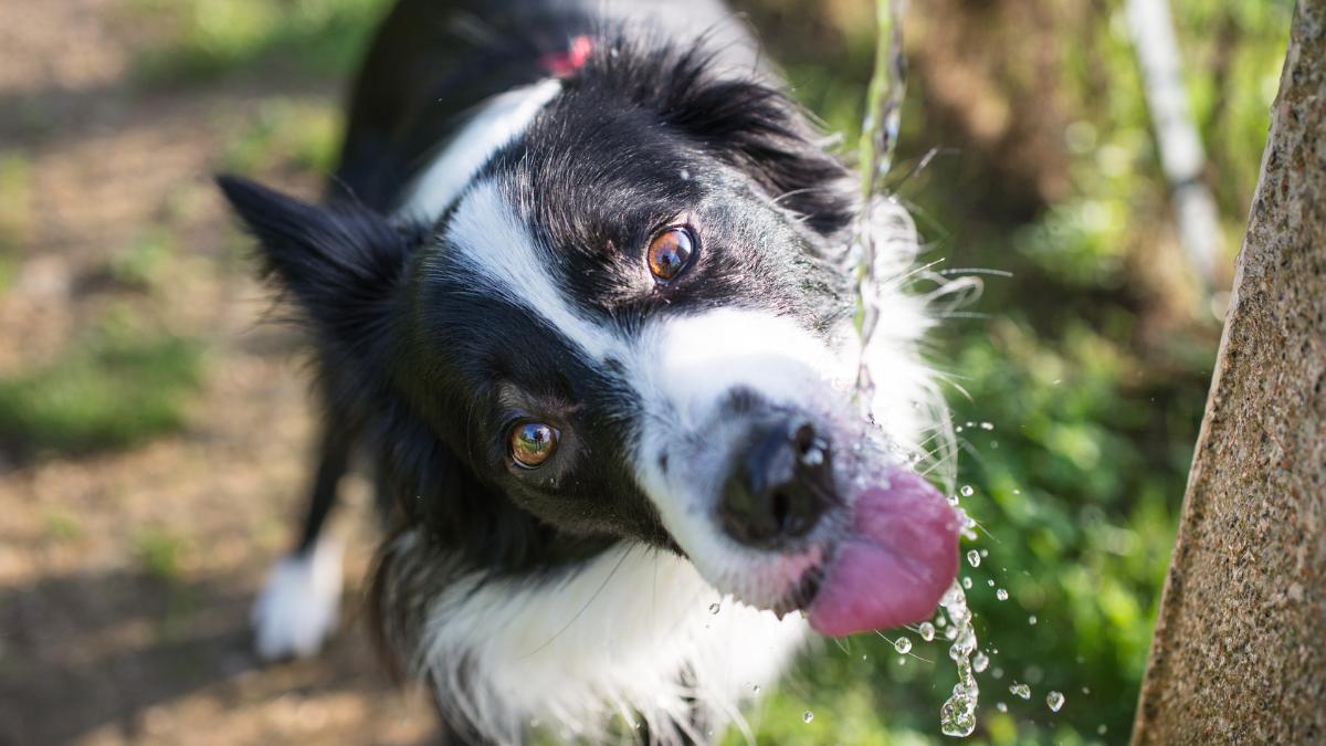 Los veterinarios alertan del error que muchos cometen al dar agua a su perro en verano: “Dejar que beba mucha agua de golpe puede provocar una torsión de estómago”