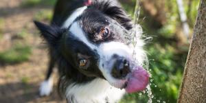 Los veterinarios alertan del error que muchos cometen al dar agua a su perro en verano: “Dejar que beba mucha agua de golpe puede provocar una torsión de estómago”