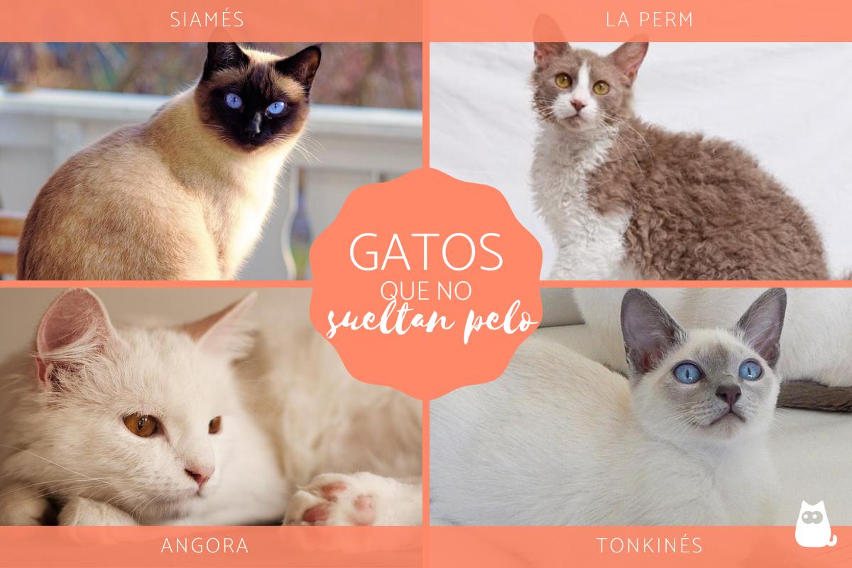 Razas de gatos que no sueltan pelo