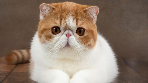 No todos los gatos soportan igual el calor: estas son las cinco razas que más sufren en verano - Exótico de pelo corto: otra raza braquicéfala especialmente sensible al calor