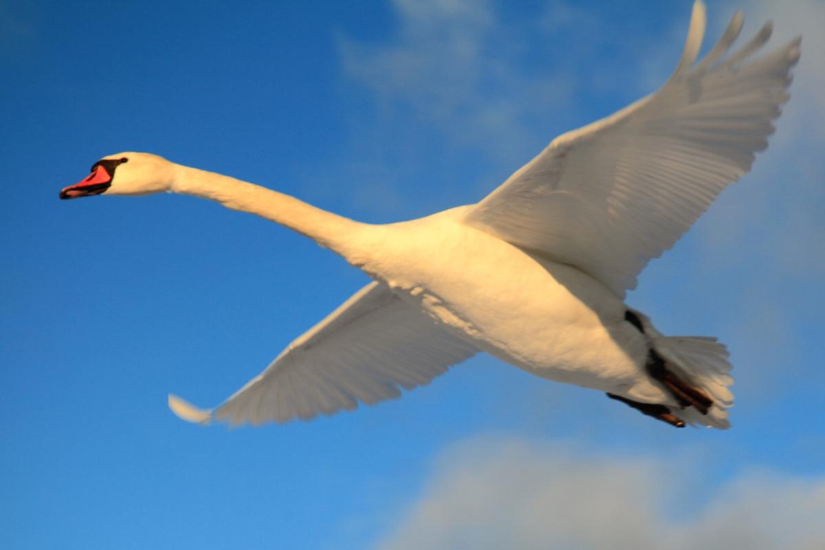 ¿Los cisnes vuelan?